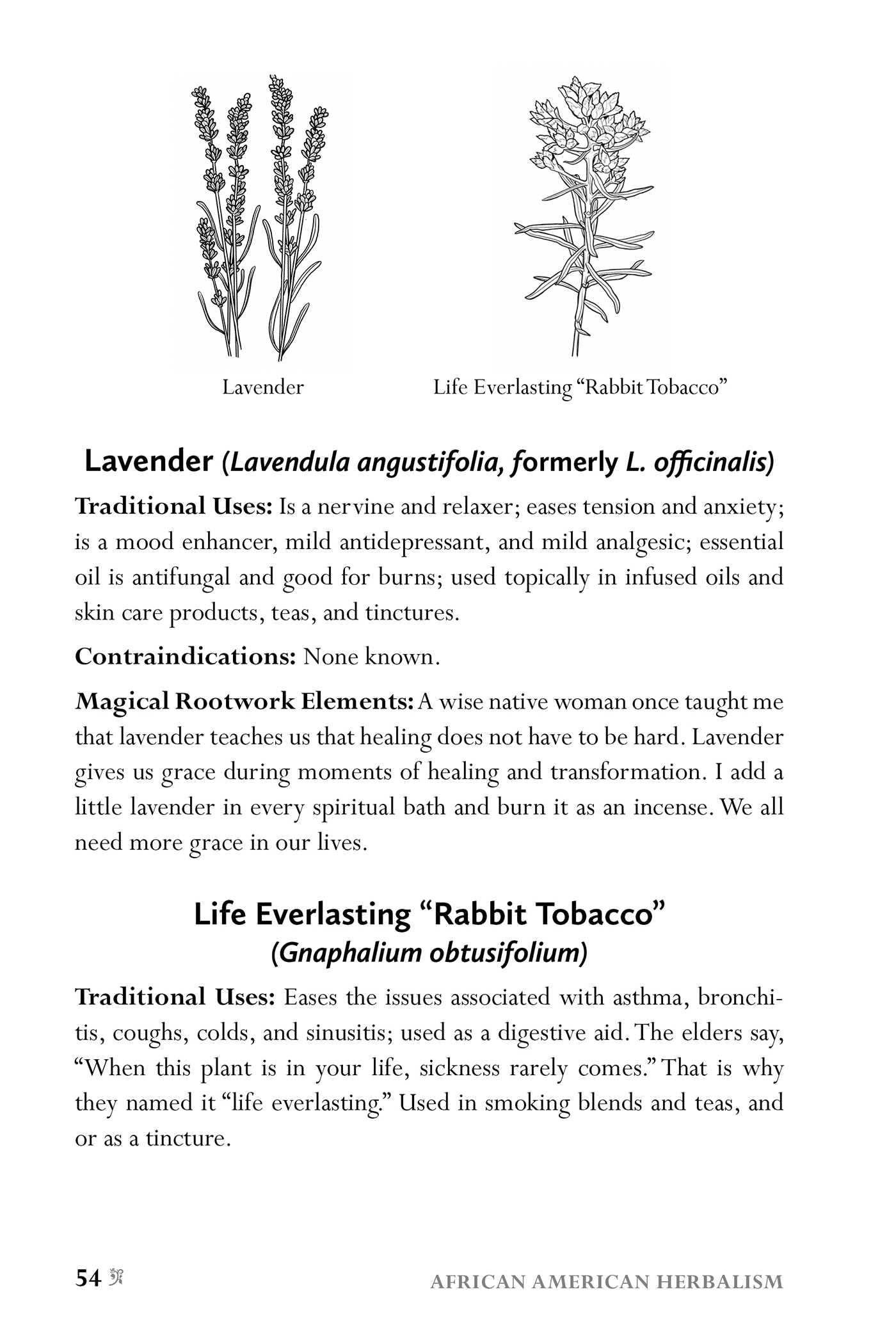 African American Herbalism: A Practical Guide to Healing Plants and Folk Traditions | Paperback